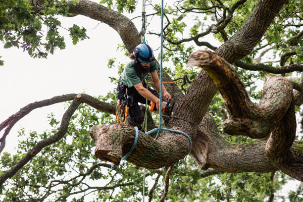 How Our Tree Care Process Works  in  Gardiner, ME