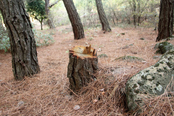 Trusted Gardiner, ME Tree Care Experts