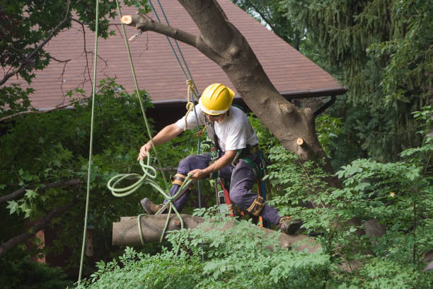 Best Root Management and Removal  in Gardiner, ME